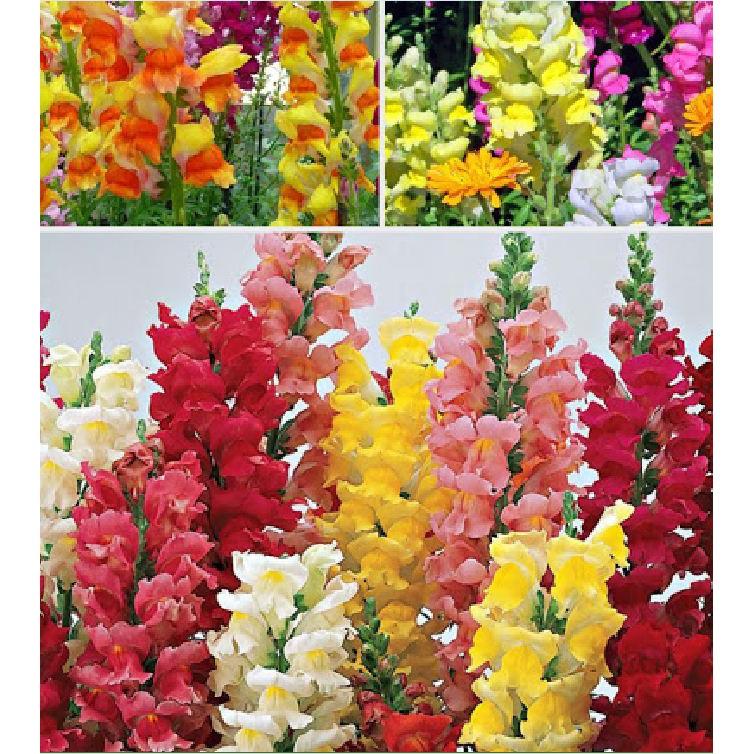 Hạt giống hoa mõm sói MIX Màu - 100hạt/gói