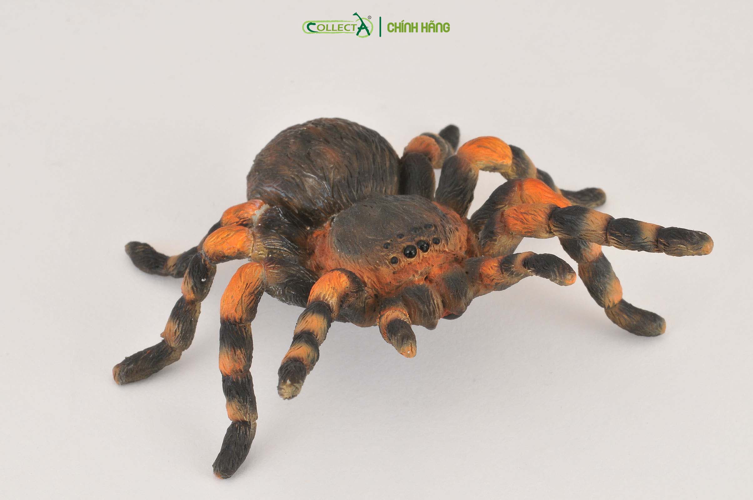 Mô hình thu nhỏ: Nhện Gối Đỏ - Mexican Redknee Tarantula, hiệu: CollectA, mã HS 9653020[88338] -  Chất liệu an toàn cho trẻ - Hàng chính hãng