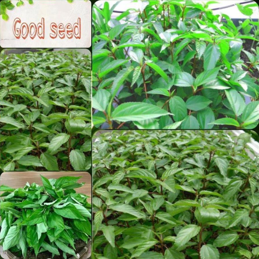 Hạt Giống Rau Đay Đỏ F1 Cao Sản Giống Kháng Bệnh Sinh Trưởng Khỏe