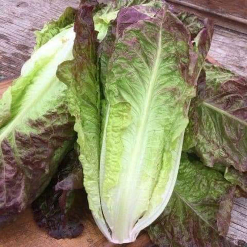 Hạt giống xà lách Romaine đỏ tím Trang Nông