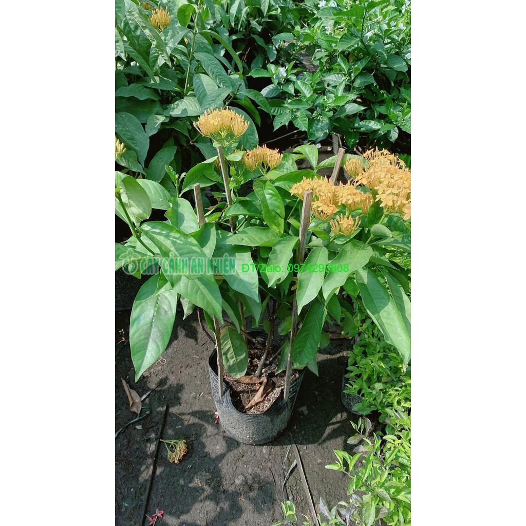 Cây Hoa Trang Mỹ Màu Vàng