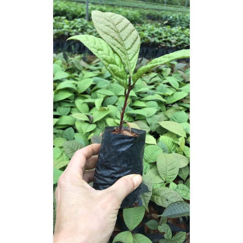 Cây giống trà hoa vàng ươm hạt cây cao 15cm