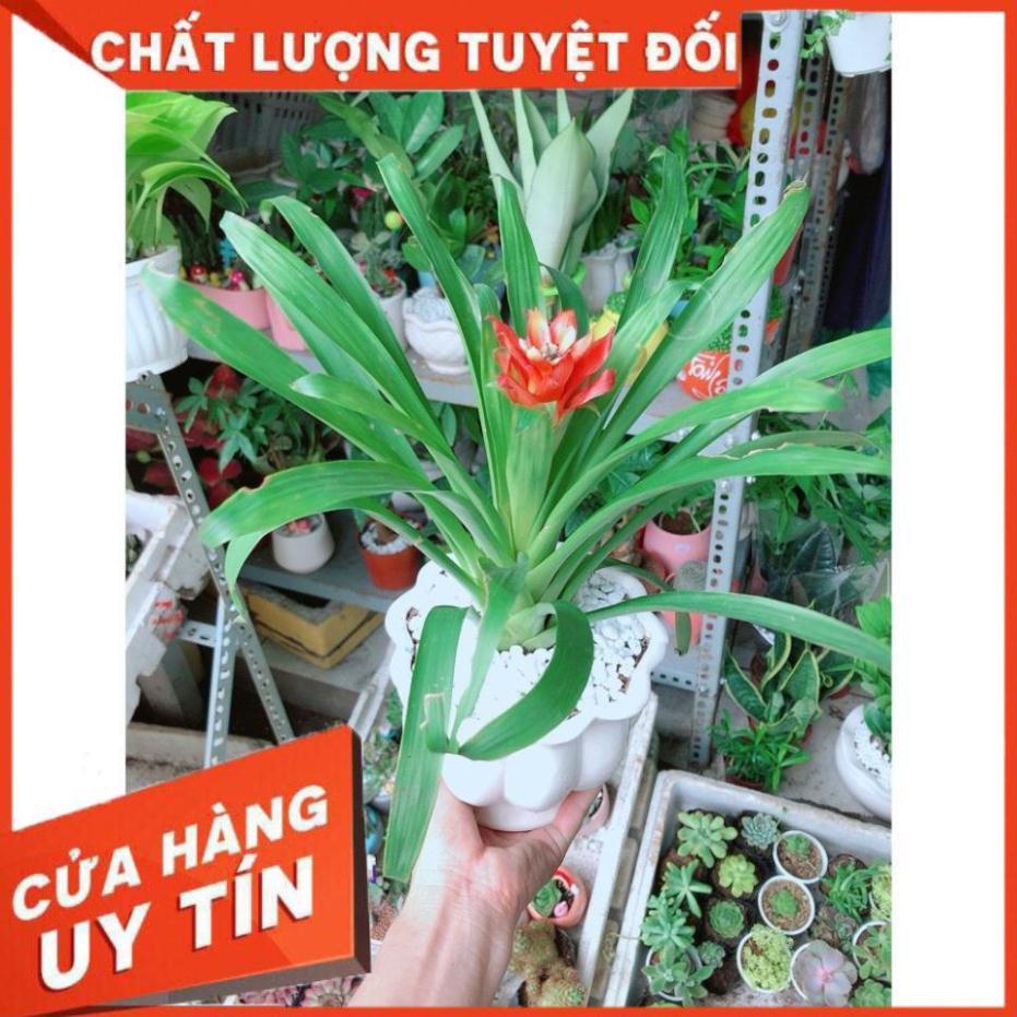 Chậu Phong Lộc Hoa Như Hình