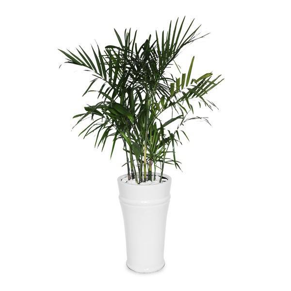 CÂY CAU HAWAI , CÂY NỘI THẤT, CÂY PHONG THỦY MANG LẠI MAY MẮN TÀI LỘC CHO GIA CHỦ