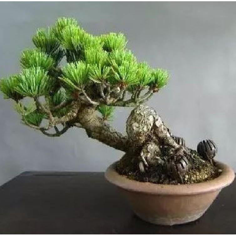 Hat giống cây tùng la hán