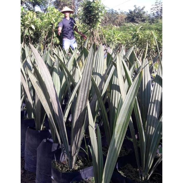 Cây kè bạc giống