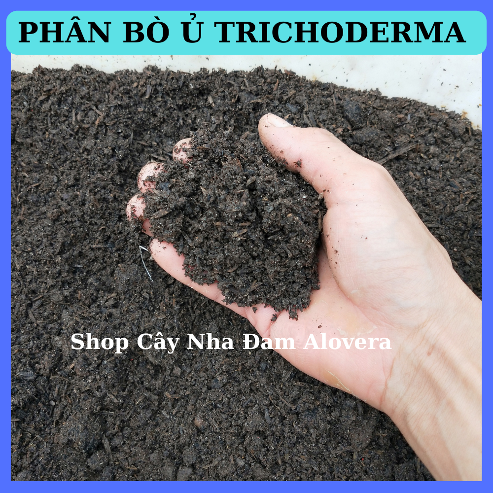 Phân bò hoai mục