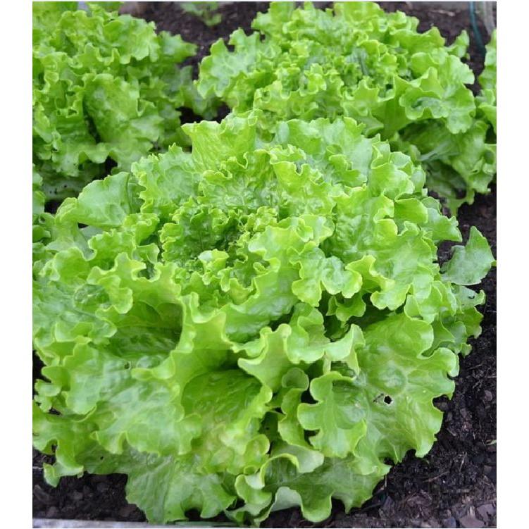 Hạt giống xà lách xoăn xanh