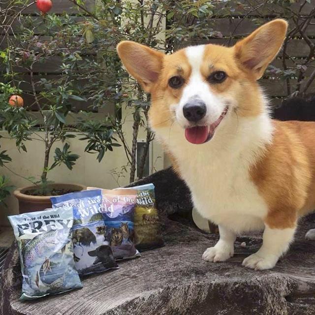 Thức Ăn Cho Chó Corgi Taste Of The Wild Bao 2kg - Wetlands Thịt Chim Rừng, Trái Cây Rau Củ Quả