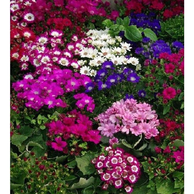 Combo 3 gói hạt giống hoa cúc lọ lem mix màu-gói 50 hạt/tặng kèm gói phân bón lót