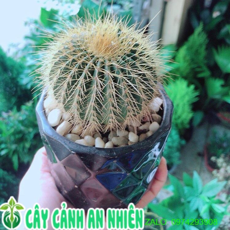 Chậu Cây Xương Rồng Trạng Nguyên