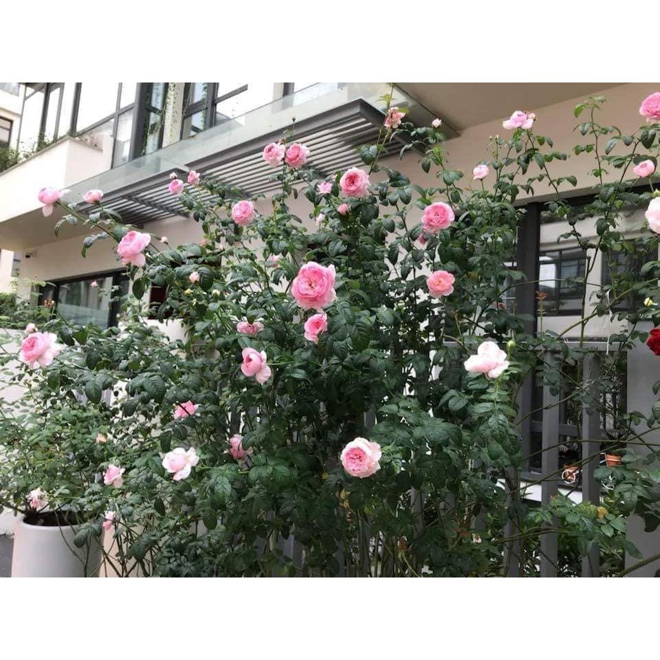 Cây hoa hồng MON COUER chuẩn giống đang mầm 20 ngày cho hoa