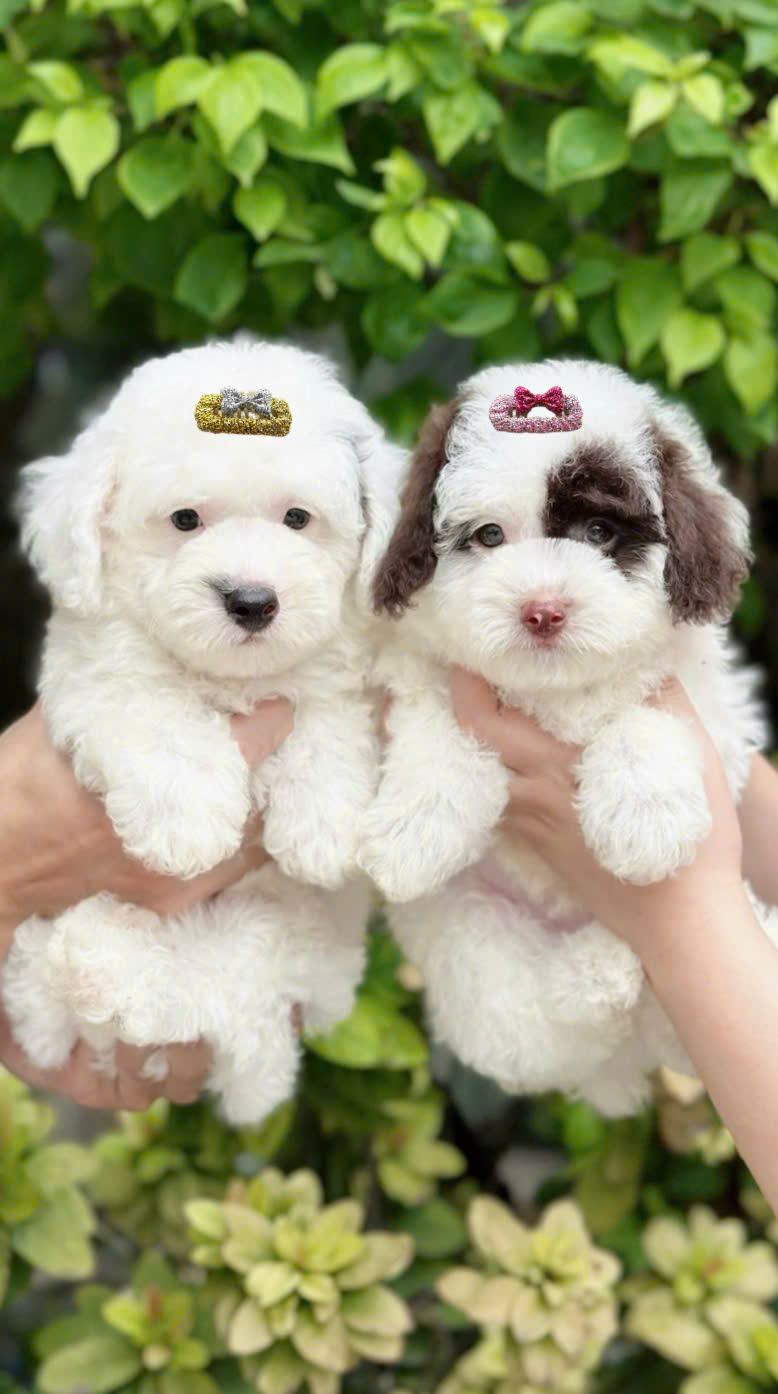 NƠ KẸP TÓC SANG TRỌNG NHIỀU MÀU DỄ THƯƠNG MÃ 21 XINH XẮN CHO THÚ CƯNG CHÓ MÈO