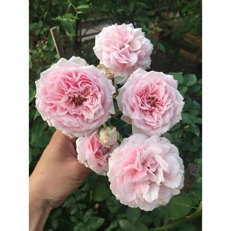 Cây Hoa hồng cổ Vân Khôi nguyên bản