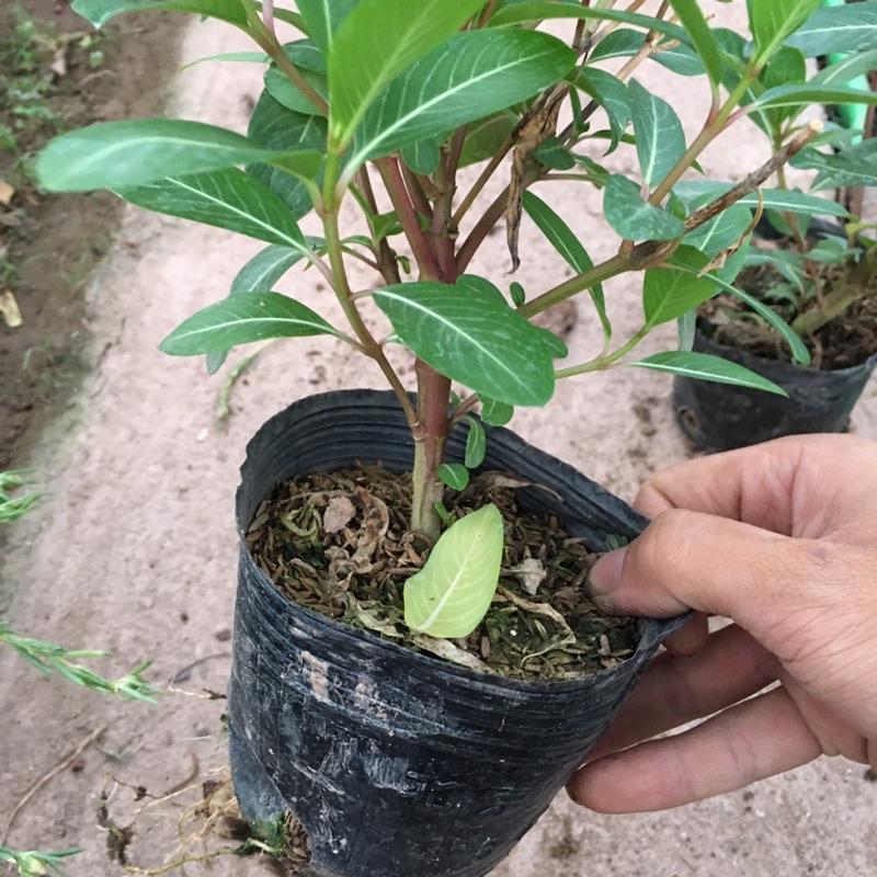Cây Hoa Dừa Cạn Ta Hoa Quanh Năm (Cây Đã Có Nụ Và Hoa)