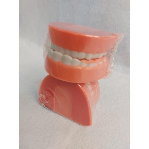 Mô hình hàm răng mô phỏng hàm răng của con người đồ chơi mầm non thông tư 02