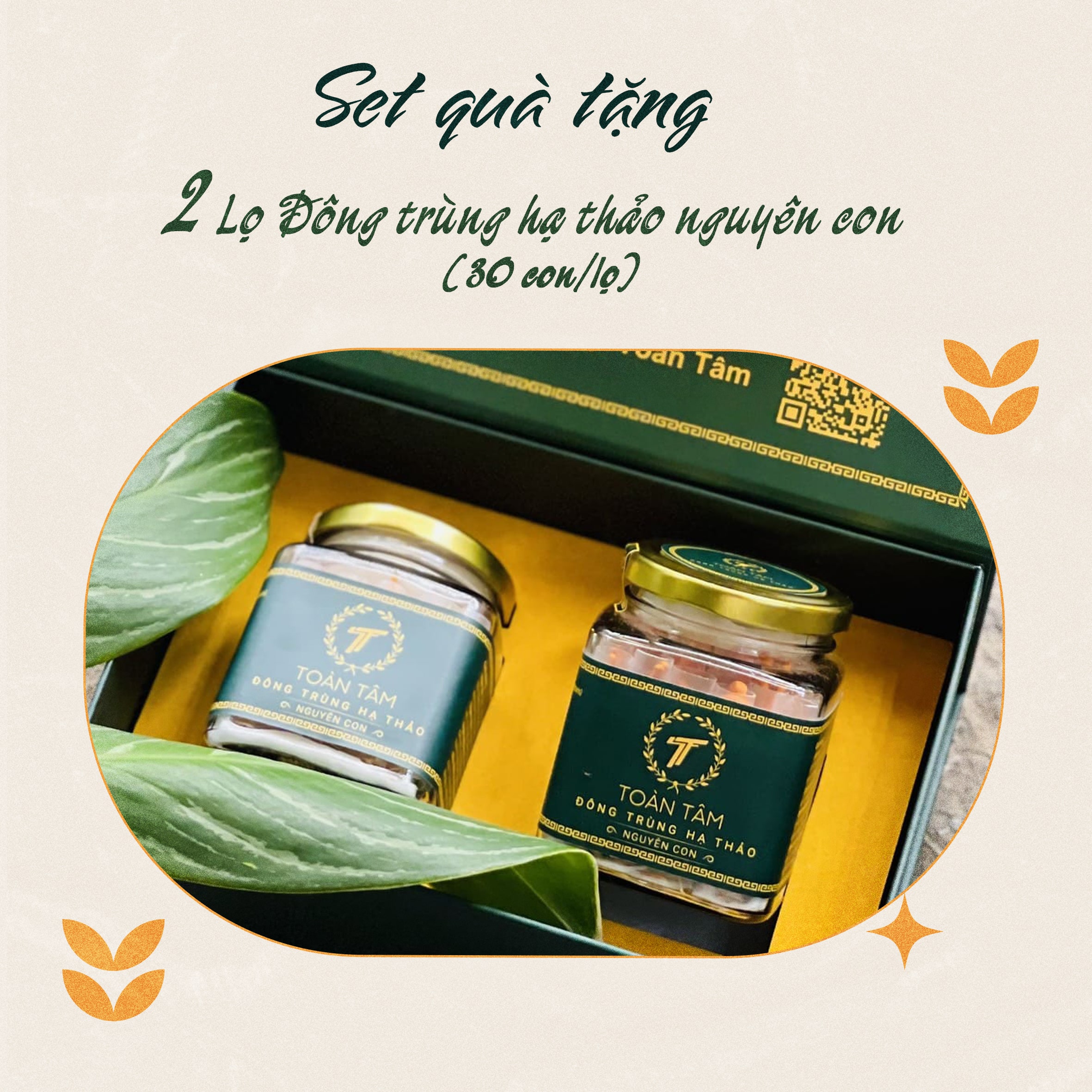 ĐÔNG TRÙNG HẠ THẢO NGUYÊN CON NHỘNG TẰM SẤY TOÀN TÂM