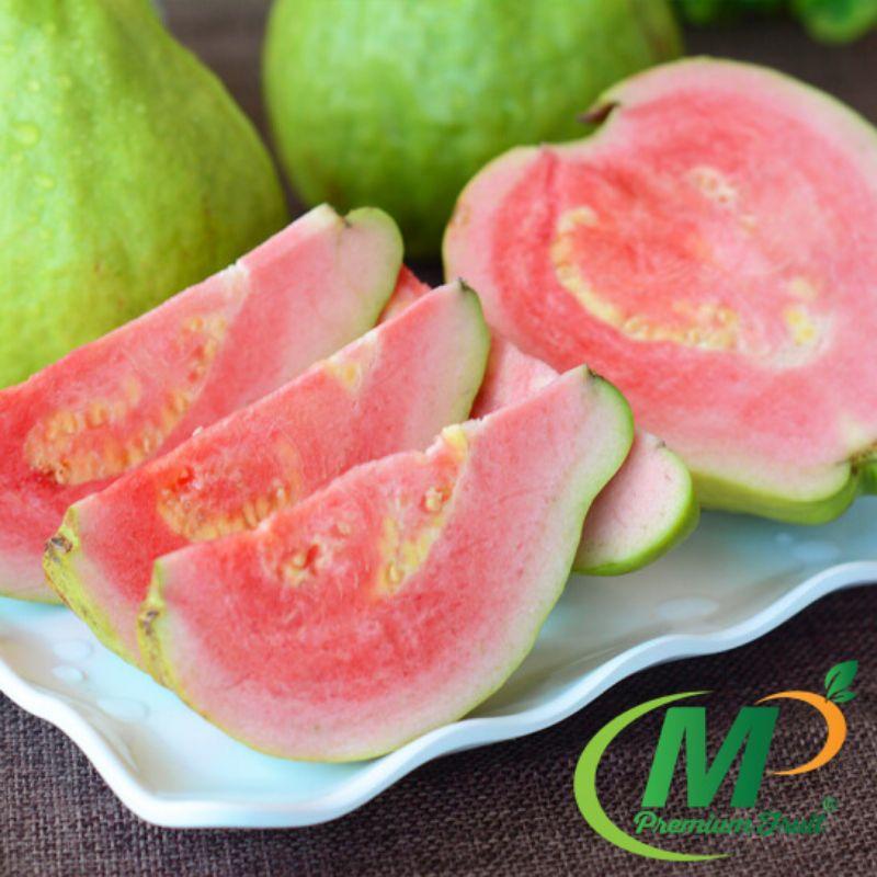 CÂY GIỐNG ỔI ĐỎ TRÂN CHÂU