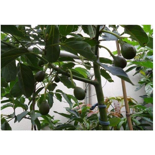 Cây Giống Bơ Hass úc F1