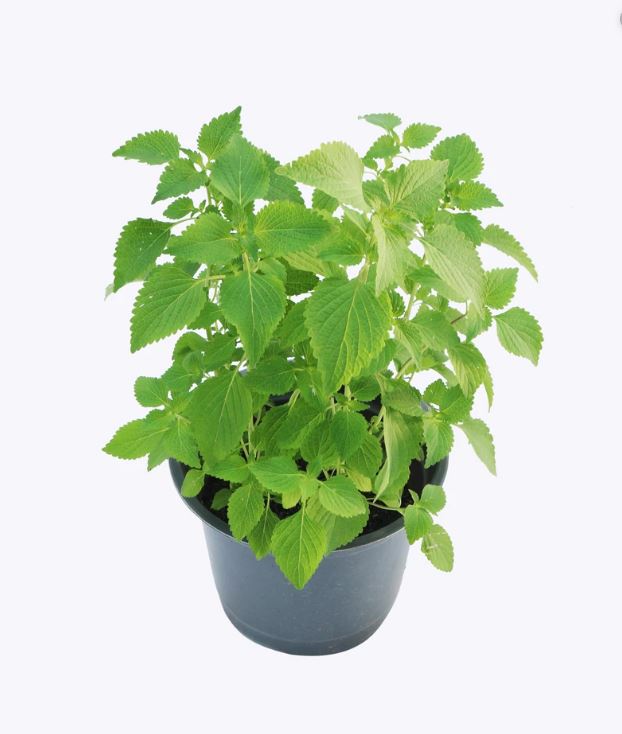 Hạt Giống Rau Kinh Giới - Gói 1g - Trồng Quanh Năm, Sinh Trưởng Phát Triển Mạnh VTNN Nông Điền Trang