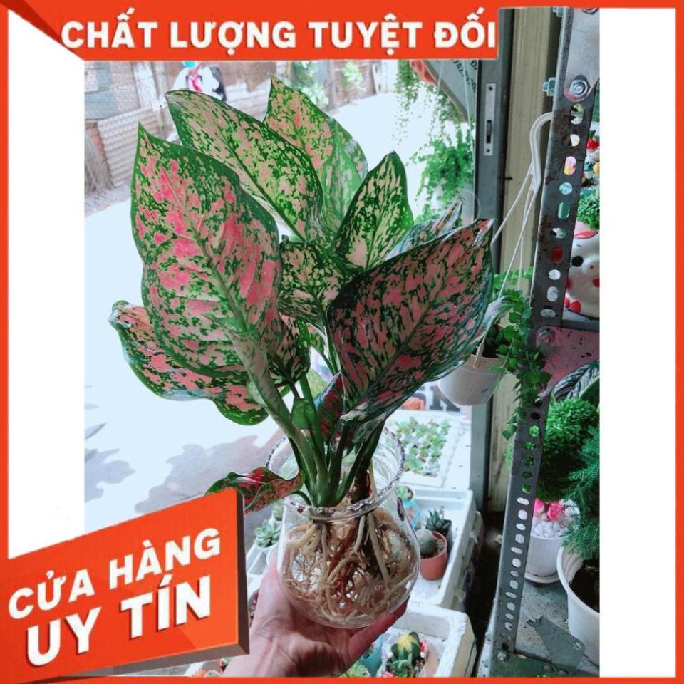 Chậu Vạn Lộc Thủy Sinh Đẹp