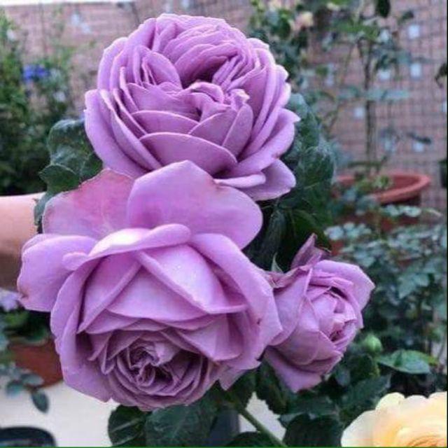 Hoa hồng Kinda Blue rose – Nàng thơ tím lavender hút hồn triệu tín đồ yêu hoa- cây thân gỗ dáng tree