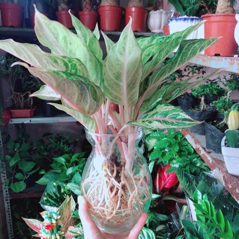 Chậu Cây Cung Điện Vàng Trồng Thuỷ Sinh