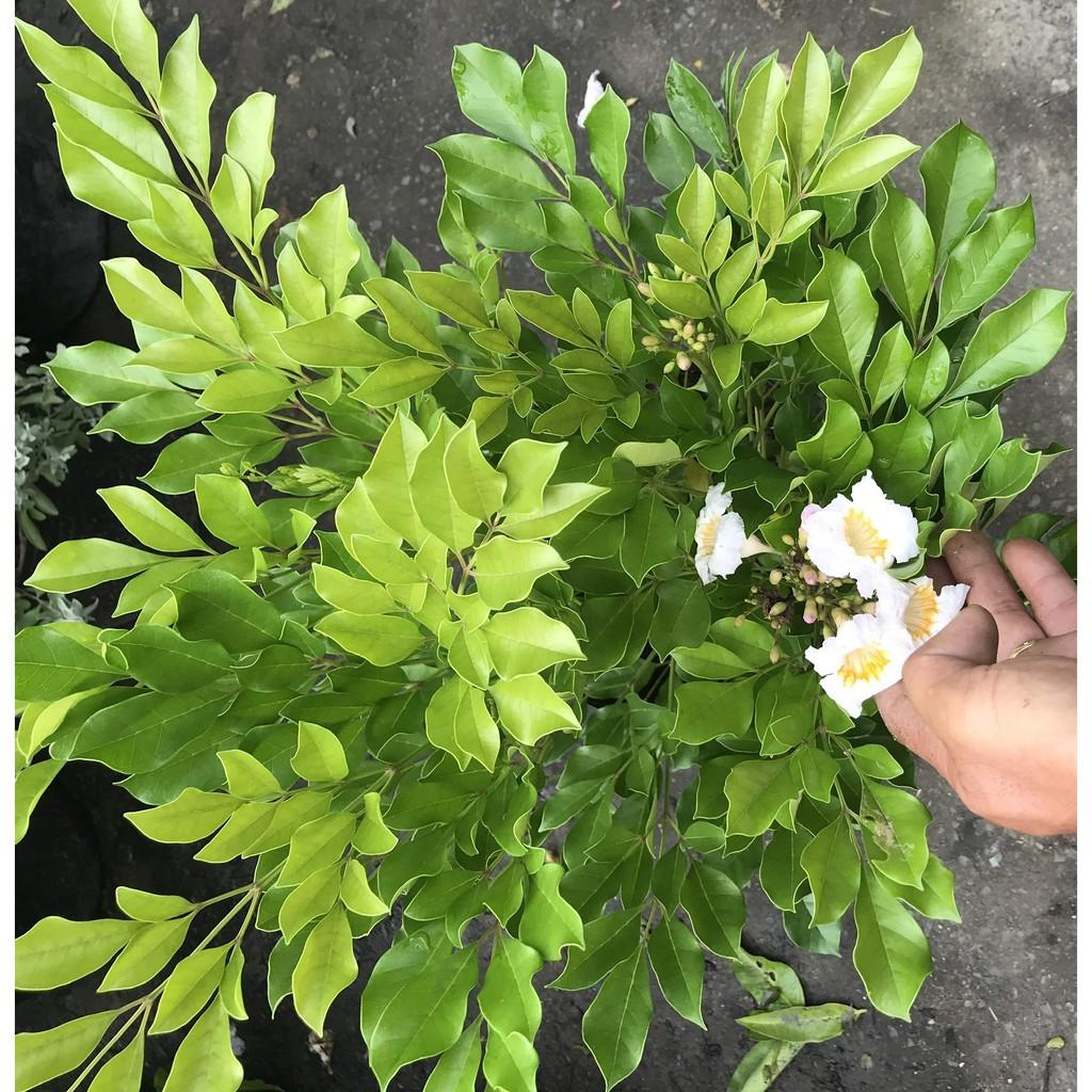 Cay nguyệt quế hoa to lá to cao 70 - 90 cm