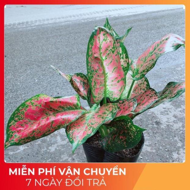 Cây Vạn Lộc