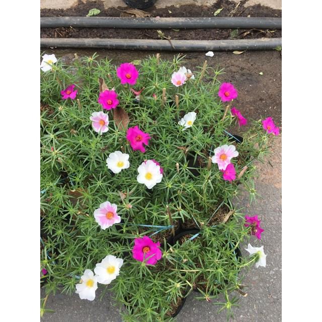 Cây hoa 10 giờ thái