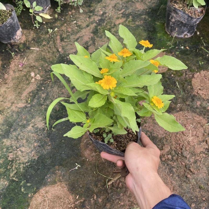 Cúc mặt trời trồng bịch đen đã có nụ và hoa