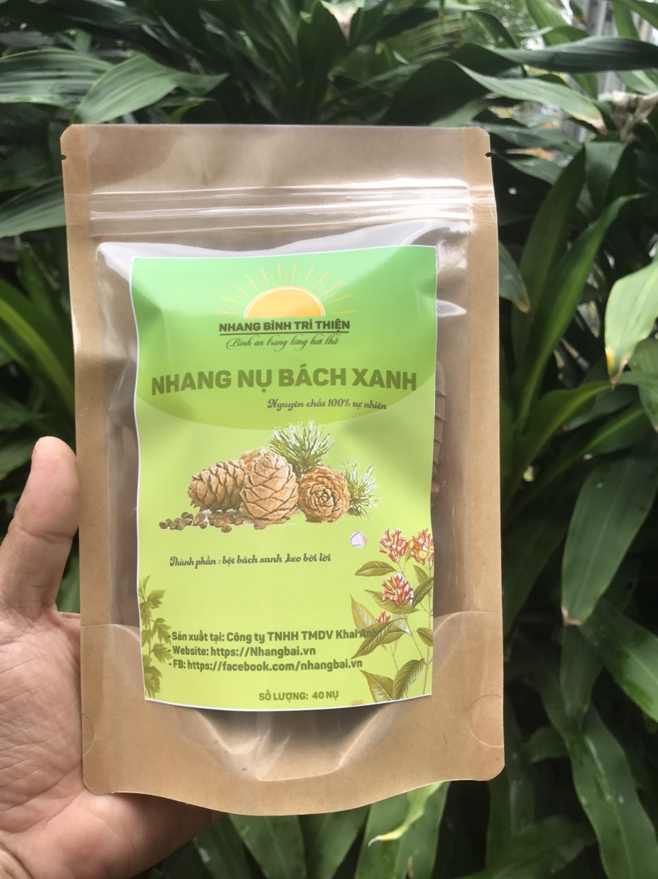 Nhang Nụ Tùng Bách Xanh thơm ngọt Bình Trí Thiện