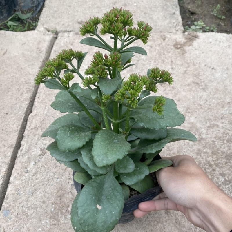 Cây hoa sống đời trồng trong bịch đen như hình