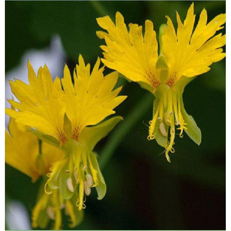 Hạt giống hoa dây leo cánh phượng - gói 4 hạt