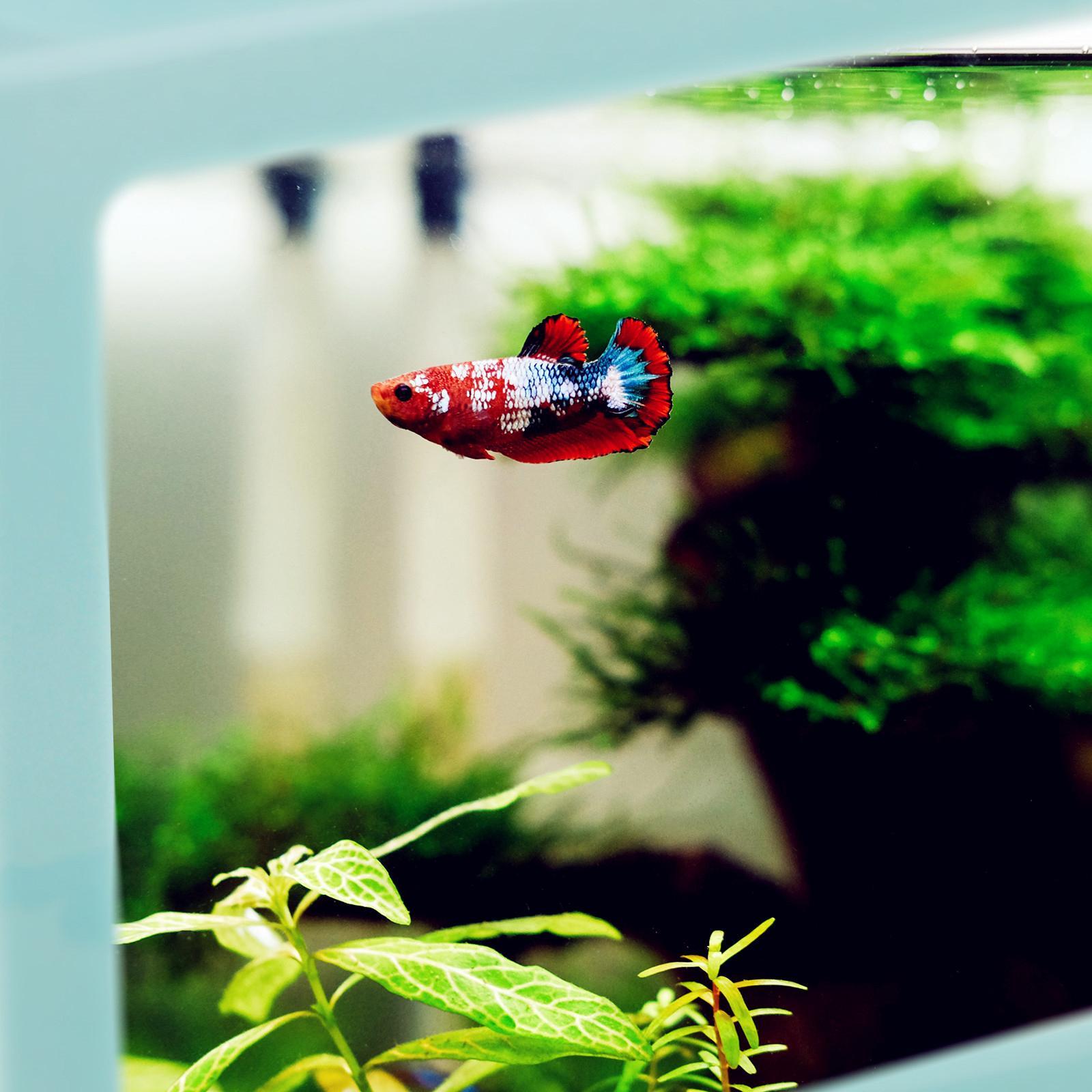 2X Mini Fish Tank LED Light Clear Ornament Aquarium Office Desktop Decor Blue