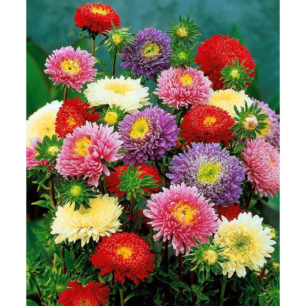 Hạt Giống Hoa Cúc Đài Loan Nhiều Màu Mix