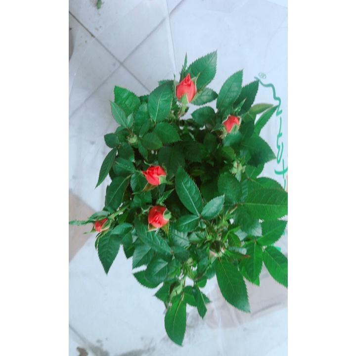 Chậu Cây Hoa Hồng