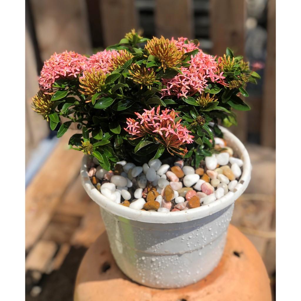 Chậu hoa trang Thái màu hồng phấn