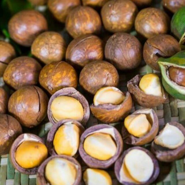 Cây mắc ca giống