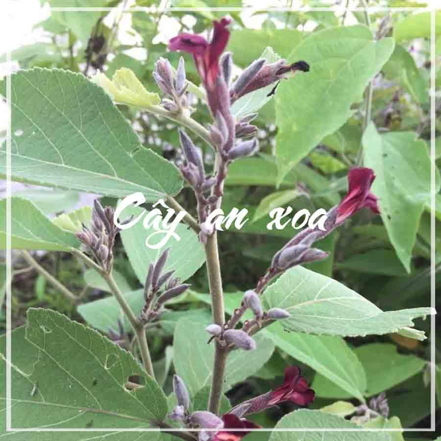 Combo 2kg Cây An Xoa khô sạch