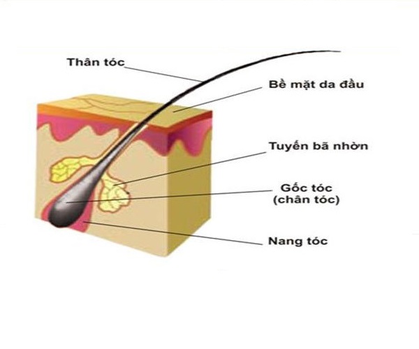 Viên Hà Thủ Ô TPN thành phần chính 98% Hà Thủ Ô Đỏ hỗ trợ giảm rụng tóc, làm đen tóc, giúp bạn bồi bổ sức khỏe, bổ máu, mạnh gân cốt.(hộp 60 viên)