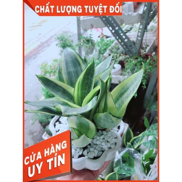 Chậu Lưỡi Hổ Thái Vàng