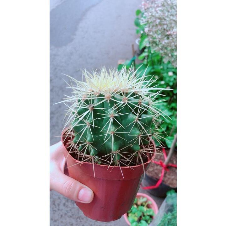 Xương Rồng Kim Hổ