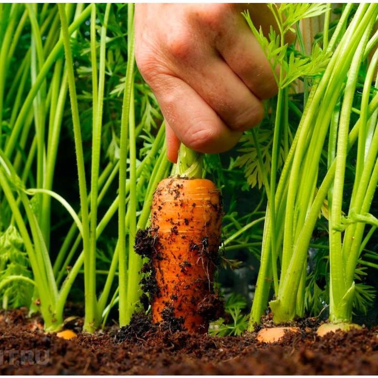 Hạt giống Củ Cà Rốt, đóng gói 2gr