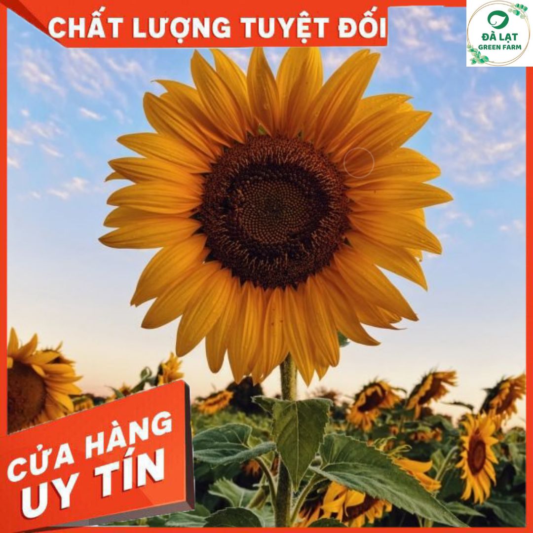 20H_Hạt Giống Hoa Hướng Dương Vàng Cắt Cành