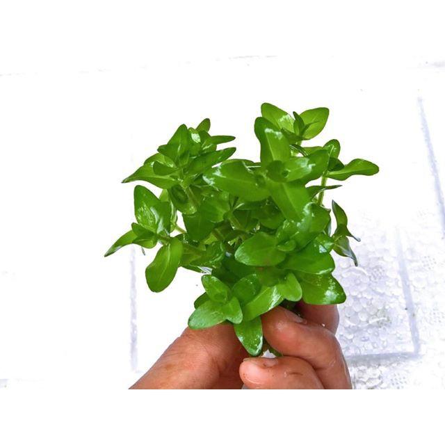 Cây Lệ Nhi - Cây thủy sinh cắt cắm dễ trồng