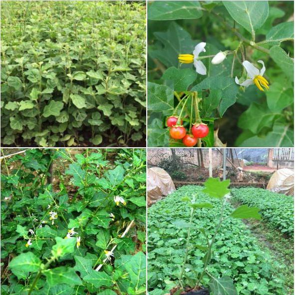 Hạt giống cà gai leo 50 hạt/gói