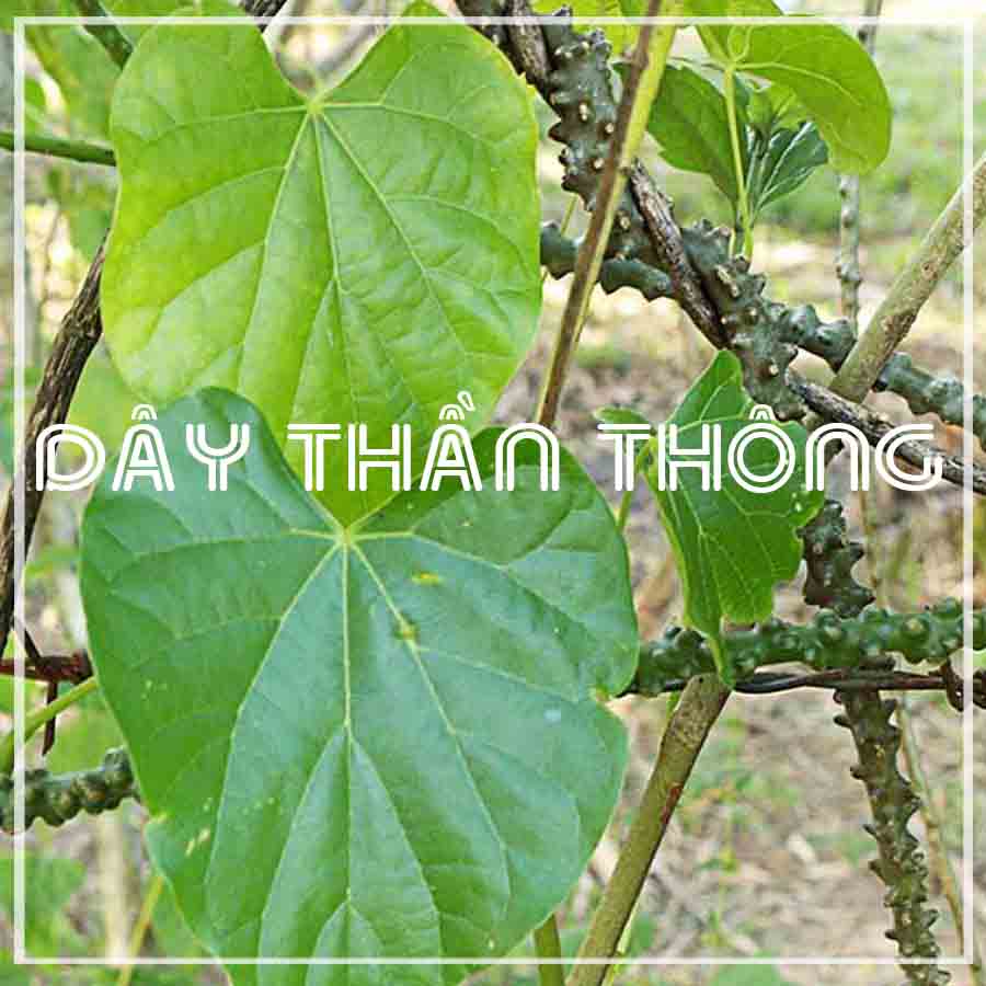 DÂY CÓC khô sạch loại 1 đóng gói 1kg - congtyduoclieuhonglan