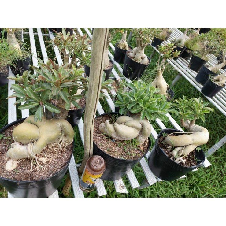 Cây sứ thái kép " MÁU RỒNG " - củ size to đại bự ,rễ quái thành hình, hàng tuyển loại 1