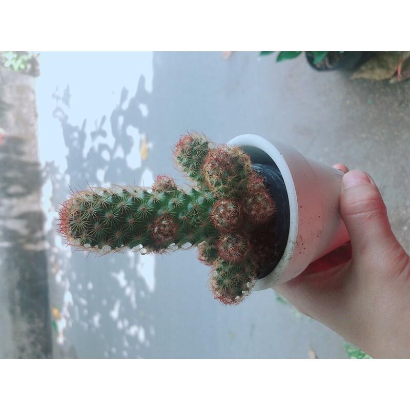 Chậu Xương Rồng